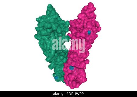 Struttura cristallina del CD33 umano, modello di superficie 3D dell'omodimero con catene colorate in modo diverso, sfondo bianco Foto Stock