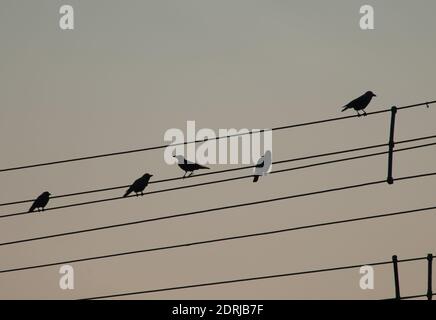 Corvi di casa Corvus splendens su cavi elettrici. Vecchia Delhi. Delhi. India. Foto Stock