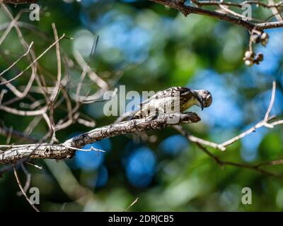 Un fuoco selettivo girato di un carino picchio giapponese pygmy seduto su un albero Foto Stock