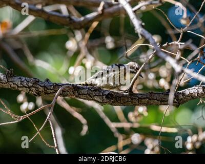 Un fuoco selettivo girato di un carino picchio giapponese pygmy seduto su un albero Foto Stock