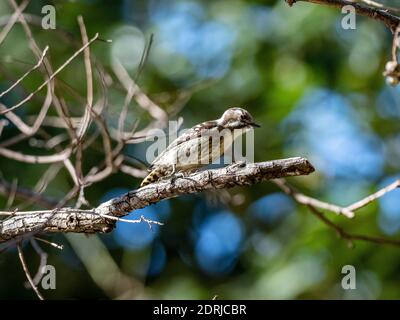 Un fuoco selettivo girato di un carino picchio giapponese pygmy seduto su un albero Foto Stock