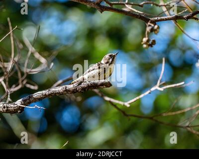 Un fuoco selettivo girato di un carino picchio giapponese pygmy seduto su un albero Foto Stock