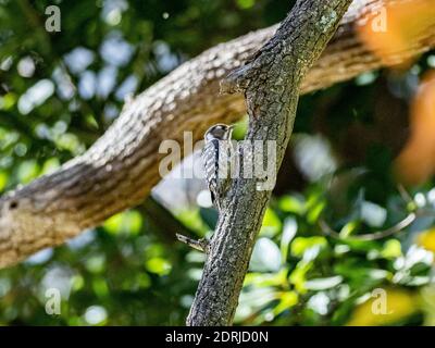 Un fuoco selettivo girato di un carino picchio giapponese pygmy seduto su un albero Foto Stock