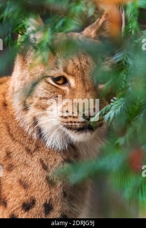 Eurasian Lynx - Lynx lynx, ritratto di bellissimo gatto timido proveniente dalle foreste europee, Repubblica Ceca. Foto Stock