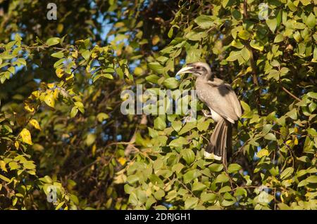 Becco grigio indiano Ocyceros birostris. Femmina. Parco Nazionale di Bandhavgarh. Madhya Pradesh. India. Foto Stock