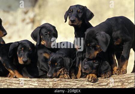 Dobermann Dog o Dobermann Pinscher, Puppies in piedi su pila di legno Foto Stock