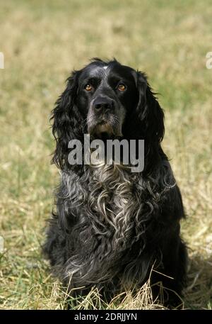 Blu Piccardia Spaniel, cane in piedi su erba Foto Stock