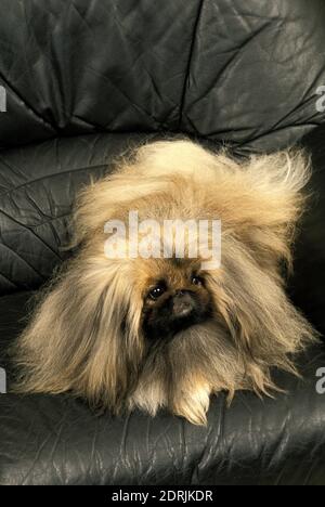 Pekinese Dog recante sul divano Foto Stock