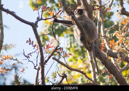 Pianure meridionali langur grigio Semnopithecus dussumeri. Parco Nazionale di Bandhavgarh. Madhya Pradesh. India. Foto Stock