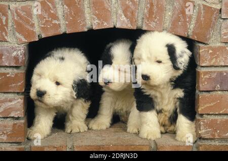 Cane di Bobtail o vecchio cane inglese di Sheepdog, cuccioli Foto Stock