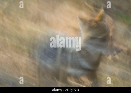 Golden jackal Canis aureus indica trotting. Sfocatura dell'immagine per suggerire il movimento. Parco Nazionale di Bandhavgarh. Madhya Pradesh. India. Foto Stock