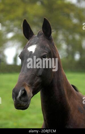 Akhal Teke, Cavallo dal Turkmenistan, Ritratto di Mare Foto Stock