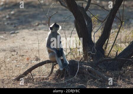 Pianure meridionali langur grigio Semnopithecus dussumeri. Gujarat. India. Foto Stock