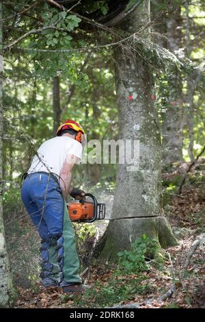 Azienda Barraquand a Saint-Jean-en-Royans, specializzata in tronchi, commercio di tutti i tipi di legno e legna da ardere. Lumberjack che taglia un albero con una motosega Foto Stock