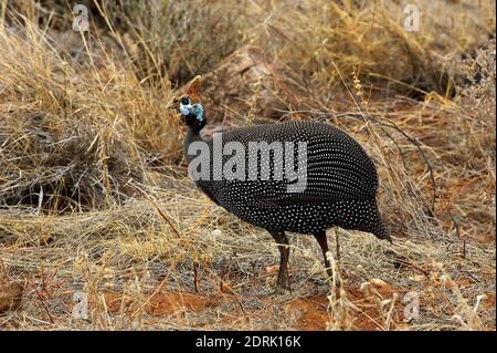 Helmeted le faraone, Numida meleagris, Masai Mara Park in Kenya Foto Stock