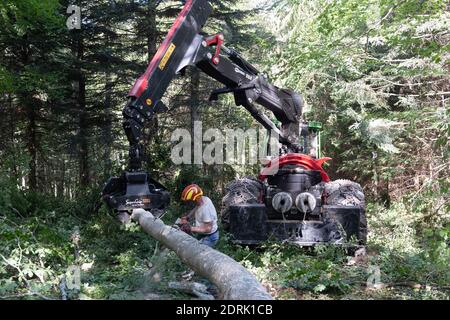 Azienda Barraquand a Saint-Jean-en-Royans, specializzata in tronchi, commercio di tutti i tipi di legno e legna da ardere. Lumberjack che taglia un albero con una motosega Foto Stock