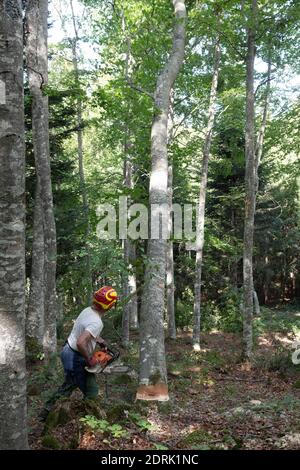Azienda Barraquand a Saint-Jean-en-Royans, specializzata in tronchi, commercio di tutti i tipi di legno e legna da ardere. Lumberjack che taglia un albero con una motosega Foto Stock
