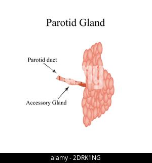 Ghiandola salivare parotide. La struttura della ghiandola salivare parotide. Illustrazione vettoriale su sfondo isolato Illustrazione Vettoriale