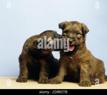 Briard cane, cuccioli Foto Stock