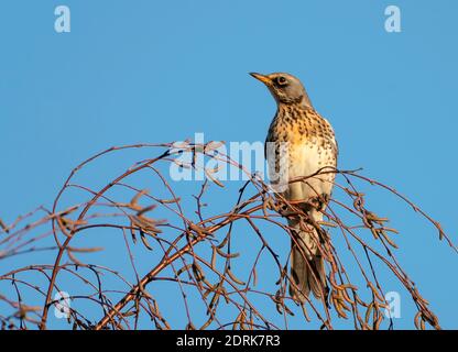 Un Fieldfare (Turdus pilaris) arroccato contro un cielo blu profondo, Warwickshire Foto Stock