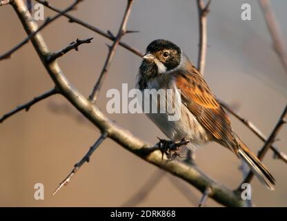 Male Reed Bunting (Emberiza schoeniclus), Oxfordshire Foto Stock