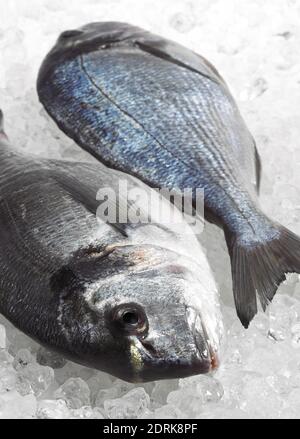 Orata, Sparus auratus, pesce fresco su ghiaccio Foto Stock