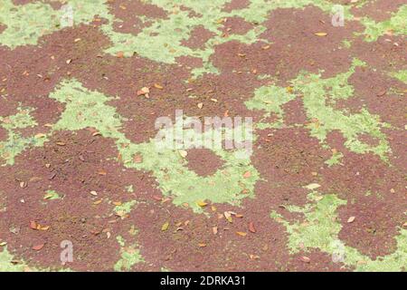 Laghetto coperto di colorate alghe e alghe Foto Stock
