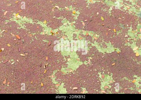 Laghetto coperto di colorate alghe e alghe Foto Stock