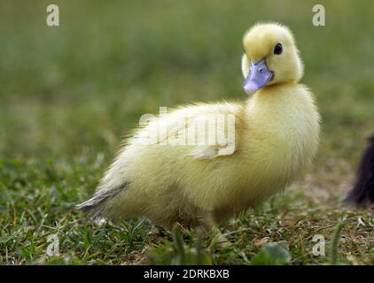 Muskovy Duck, Cairina moschata, anatroccolo Foto Stock