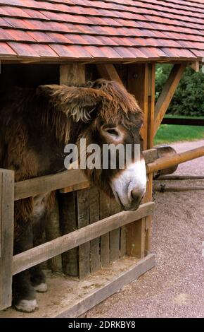 Poitou asino domestico o il Baudet du Poitou, una razza francese Foto Stock