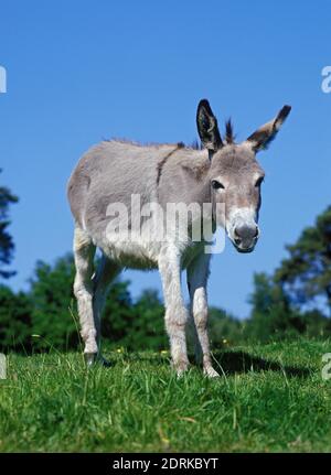 Grigio asino domestico, una razza francese Foto Stock