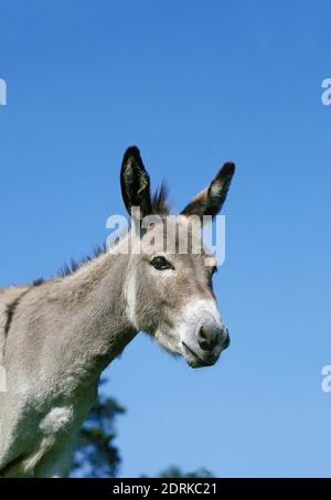 Ritratto di grigio asino domestico, una razza francese Foto Stock