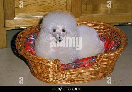 White Standard Poodle, cane che posa nel suo cestello Foto Stock