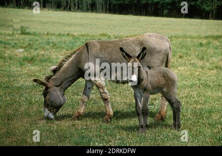 Grigio asino domestico, una razza francese, Madre e puledro Foto Stock