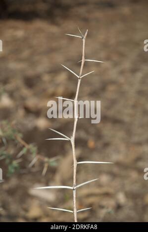 Ramo di falcebush Dichrostachys cinerea. Parco Nazionale di Gir. Gujarat. India. Foto Stock