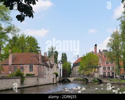 BRUGES, BELGIO - 10 maggio 2019: Belgio, Bruges, 10 maggio 2019, 1.50p.m, un prato con uccelli acquatici. Nel ponte di fondo su un canale al vecchio p Foto Stock