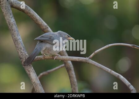 Babbler della giungla Turdoides striatus su un ramo. Sasan. Santuario di Gir. Gujarat. India. Foto Stock