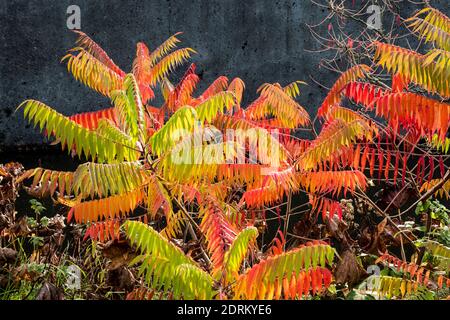 Rhus trilobata Foto Stock