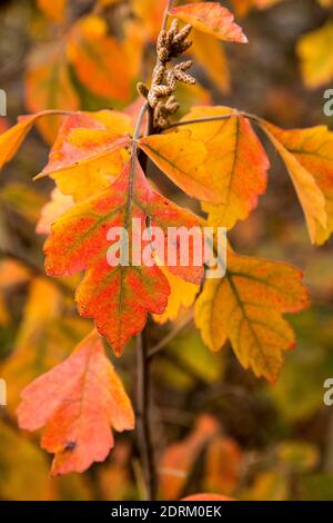 Rhus aromatica o sumac fragrante Foto Stock