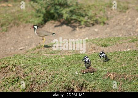 Coppia di Martin pescatore Ceryle rudis e lappatura rosso-wattled sullo sfondo. Fiume Hiran. Sasan. Santuario di Gir. Gujarat. India. Foto Stock