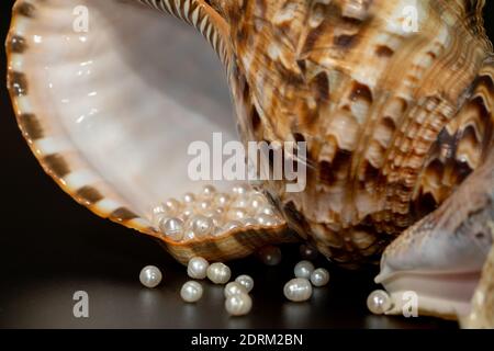 perline perline giacciono in una conchiglia di conchiglia, primo piano foto Foto Stock