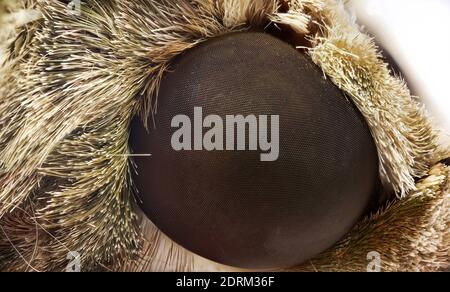Macro Fotografia di composto di occhio di Oleander Hawk-Moth o. Army Green Moth Foto Stock