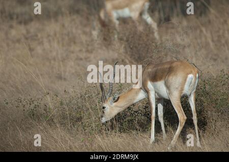 Maschio blackbuck Anterlope cervicapra alimentazione in Devalia. Santuario di Gir. Gujarat. India. Foto Stock