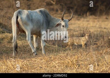 Zebù Bos primigenius indicus e oro jackal Canis aureus indicus sullo sfondo. Parco Nazionale Keoladeo Ghana. Rajasthan. India. Foto Stock