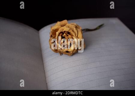 Rosa gialla sfrenata che giace sul notebook pagina vuota su uno sfondo scuro con spazio per il testo. Concetto di perdita, morte o tristezza Foto Stock