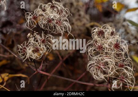 ramoscelli senza foglie di clematis vitalba, un arbusto deciduo in arrampicata, con semi soffici in autunno Foto Stock