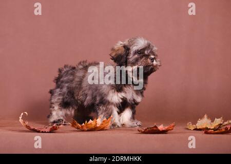 Cucciolo razza russo lapdog colorato con foglie d'acero autunno su uno sfondo marrone Foto Stock