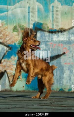 Un cane spaniel rosso salta su uno sfondo graffiti e. ondeggia le orecchie Foto Stock