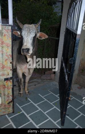 Zebù Bos primigenius indica in attesa di cibo all'ingresso di una casa. Bharatpur. Rajasthan. India. Foto Stock