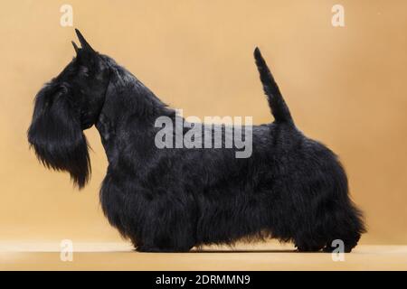Il piccolo cane nero di razza Scotch Terrier è in piedi in un rack su sfondo giallo in una stanza in studio Foto Stock